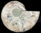 Agatized Ammonite Fossil (Half) #45527-1